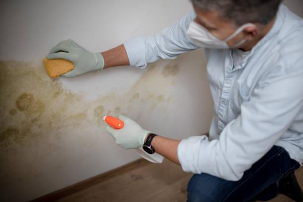 Trusted Doffing, TX Mold Removal Experts